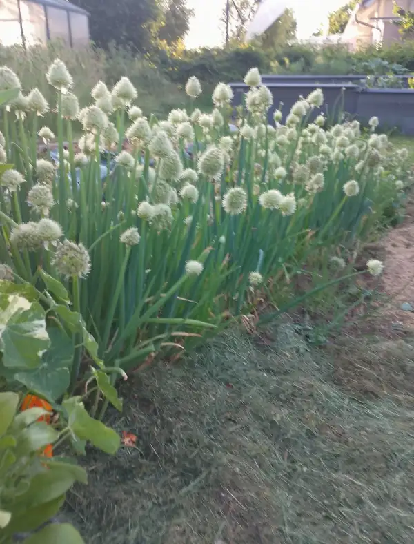 Zwiebeln: Winterheckenzwiebel (mehrjährig)