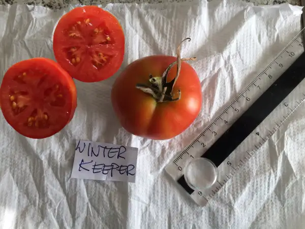 Tomaten: Winterkeeper