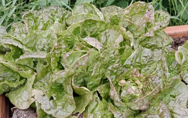 Salate: Winterkopfsalat Baquieu