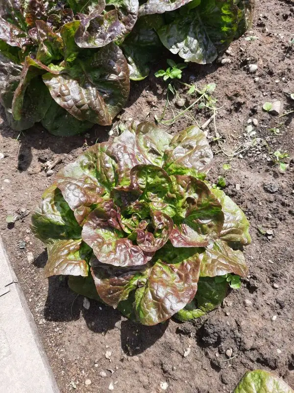 Salate: Winterkopfsalat Baquieu