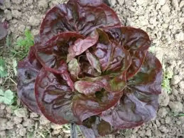 Salate: Winterkopfsalat Roter Batto