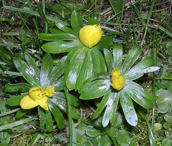 Blumen: Winterling
