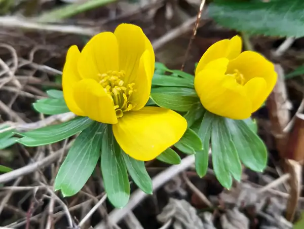 Blumen: Winterling, eranthis hyemalis