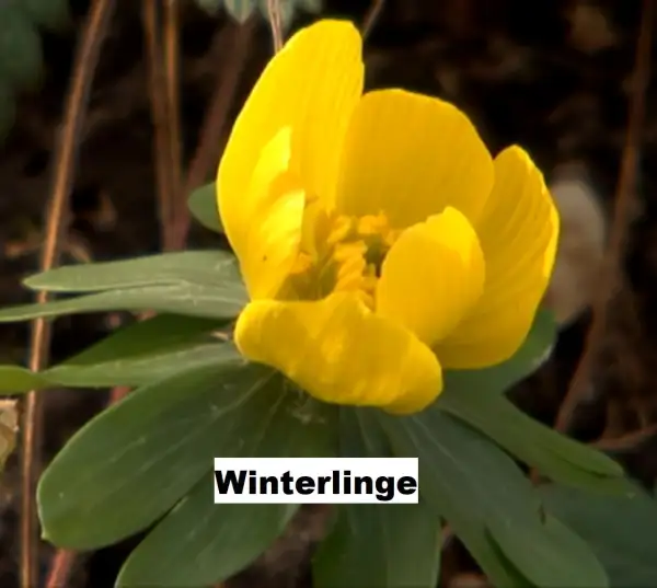 Blumen: Winterlinge (mindestens 70 Stück)