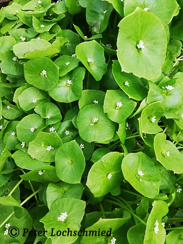 Salate: Winterpostelein