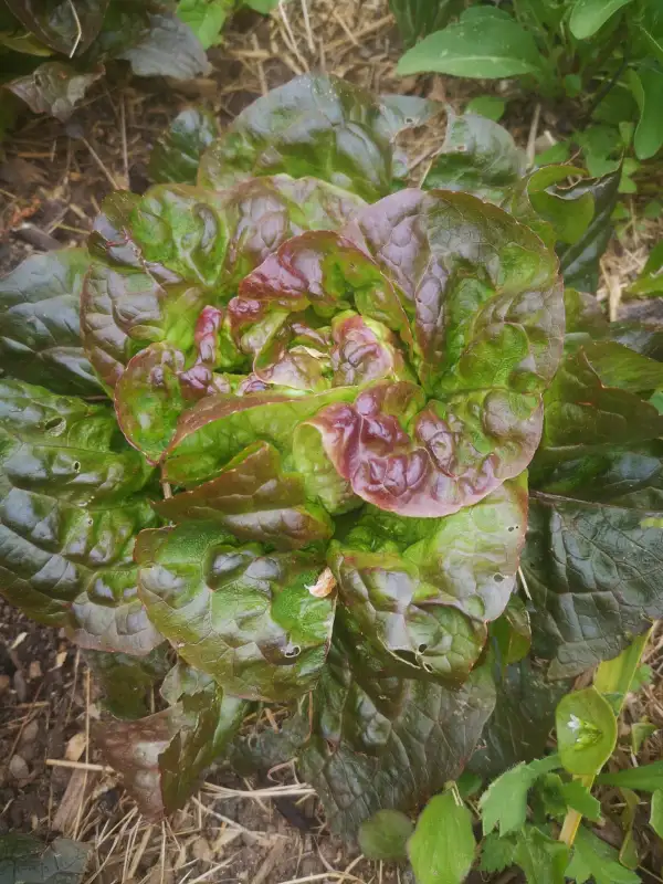 Salate: Wintersalat Baquieu