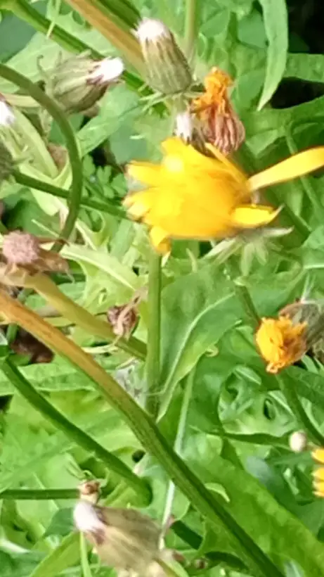 Stauden / Gehölz: Wird ca 60 cm hoch,hat eine Blattrosette und dünne gerade Stengel mit gelben Blüten. Gute Bienenweide.