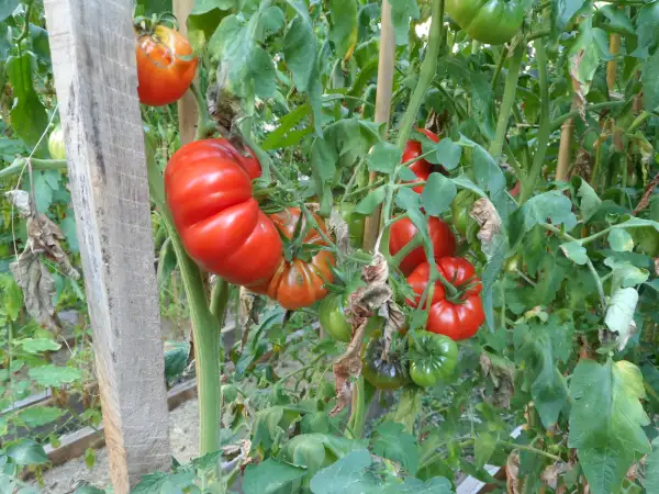 Tomaten: Wirowsk ( Kat# 2643 )