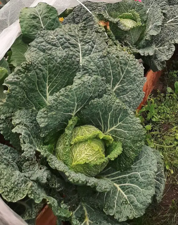 Kohl: Wirsingkohl Vertus