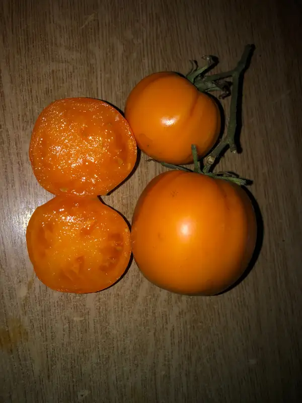 Tomaten: Wisconsin 55 Gold