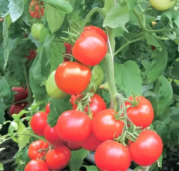 Tomaten: Wiskochka- Выскочька