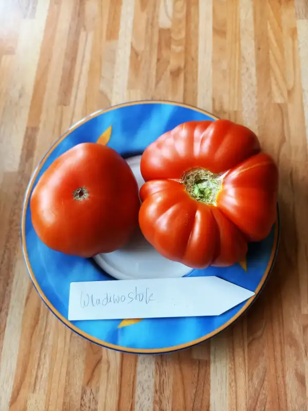 Tomaten: Wladiwostok