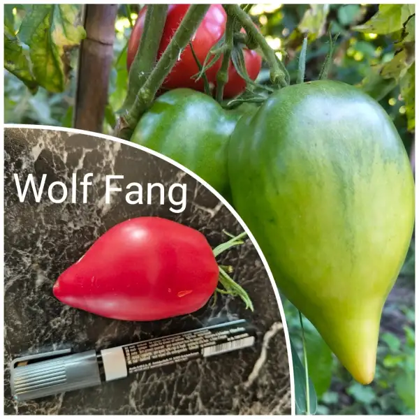 Tomaten: Wolf Fang