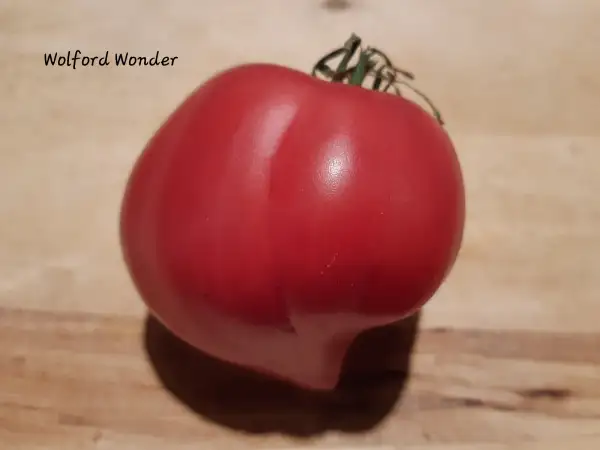 Tomaten: Wolford Wonder