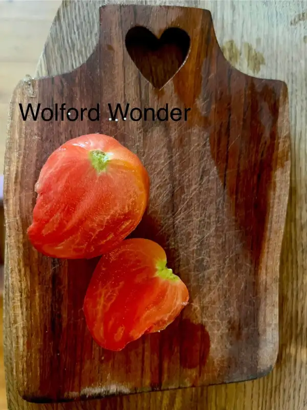 Tomaten: Wolford Wonder