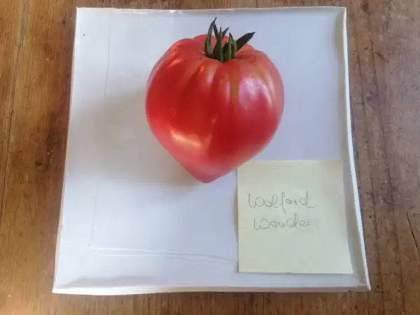 Tomaten: Wolford Wonder