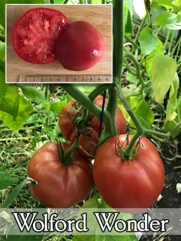 Tomaten: Wolford Wonder