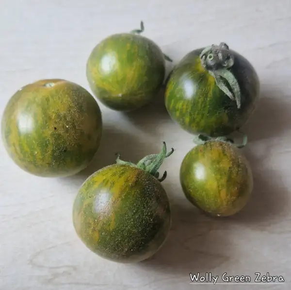 Tomaten: Wolly Green Zebra