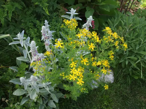 Stauden / Gehölz: Wollziest, stachys byzantina