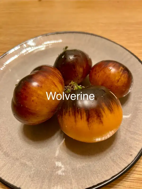 Tomaten: Wolverine