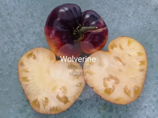 Tomaten: Wolverine