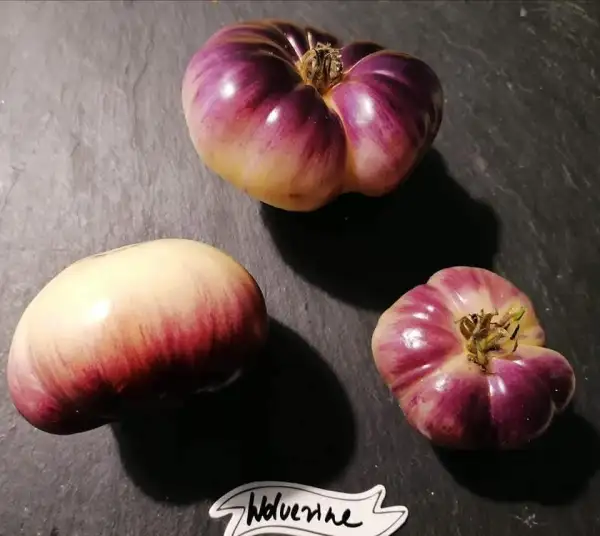 Tomaten: Wolverine