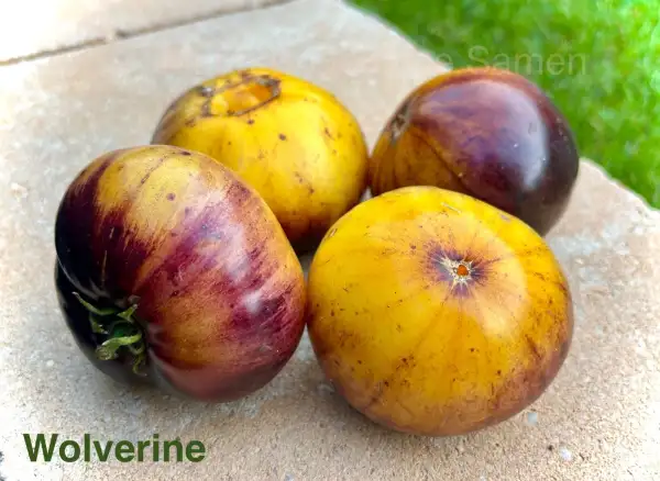 Tomaten: Wolverine