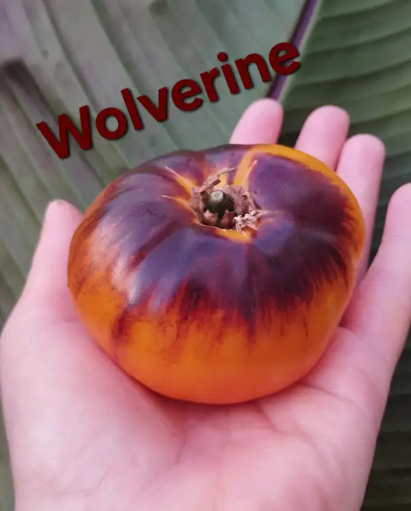 Tomaten: Wolverine