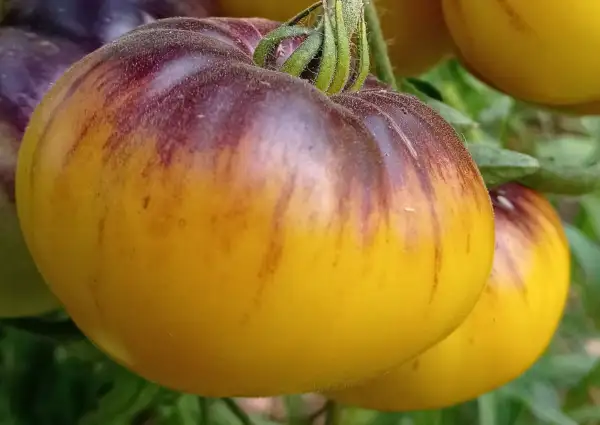 Tomaten: Wolverine