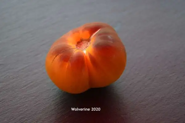 Tomaten: Wolverine