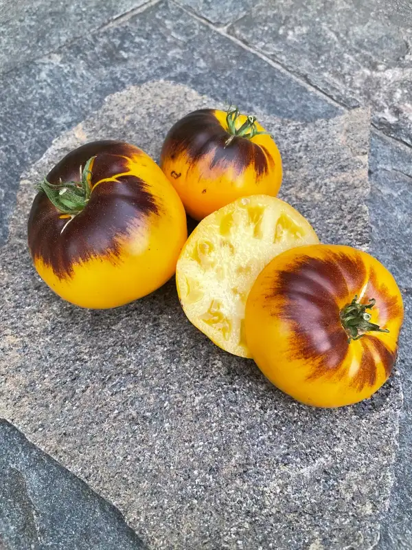 Tomaten: Wolverine