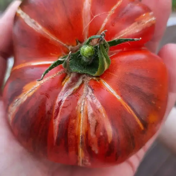 Tomaten: Wolverine