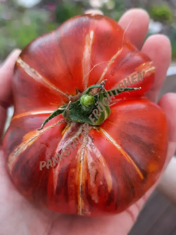 Tomaten: Wolverine
