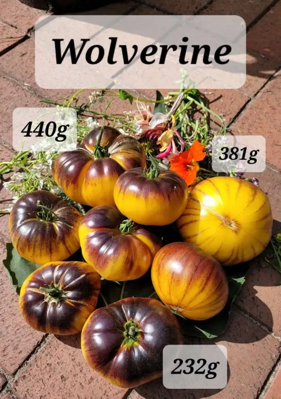 Tomaten: Wolverine