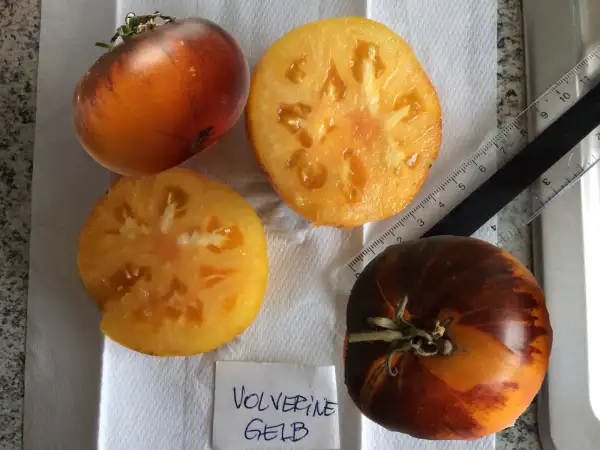 Tomaten: Wolverine