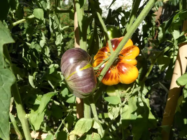 Tomaten: Wolverine ( Kat# 2635 )