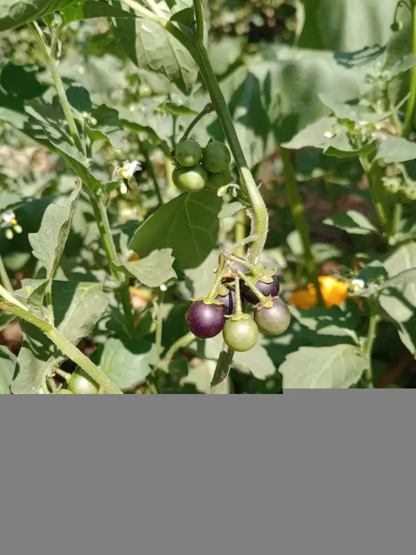 Obst: Wonder Berry