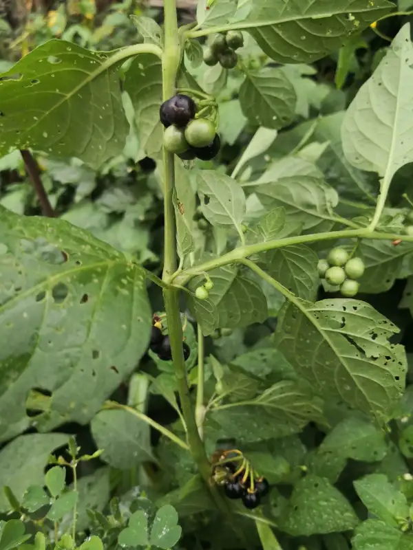 Beeren: Wonderberry