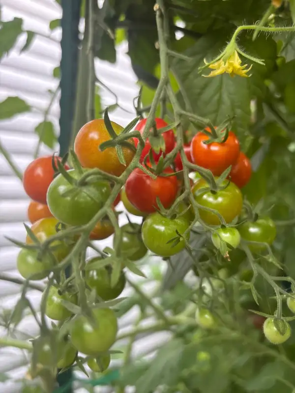 Tomaten: Wonyong No. 5
