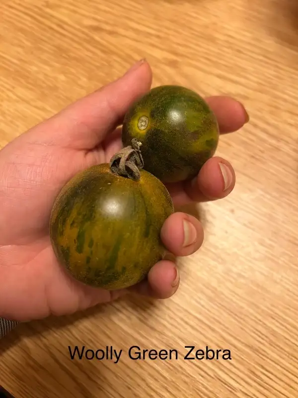 Tomaten: Woolly Green Zebra