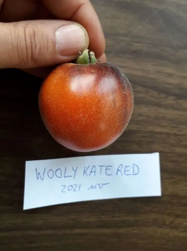 Tomaten: Woolly Kate Red