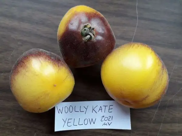 Tomaten: Woolly Kate Yellow