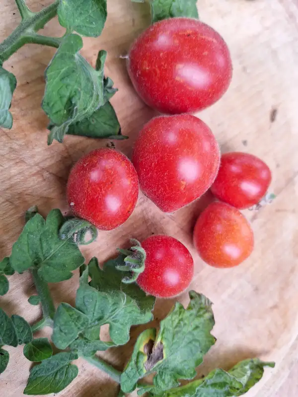 Tomaten: Woolly Zwerg