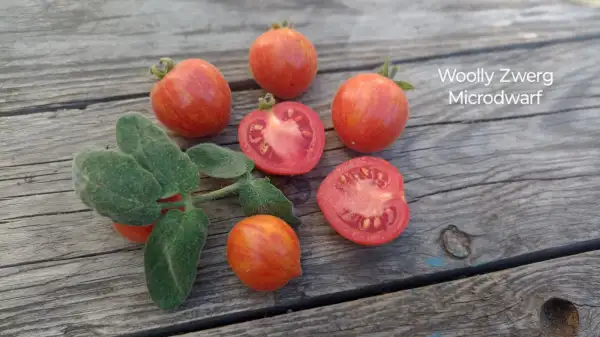 Tomaten: Woolly Zwerg
