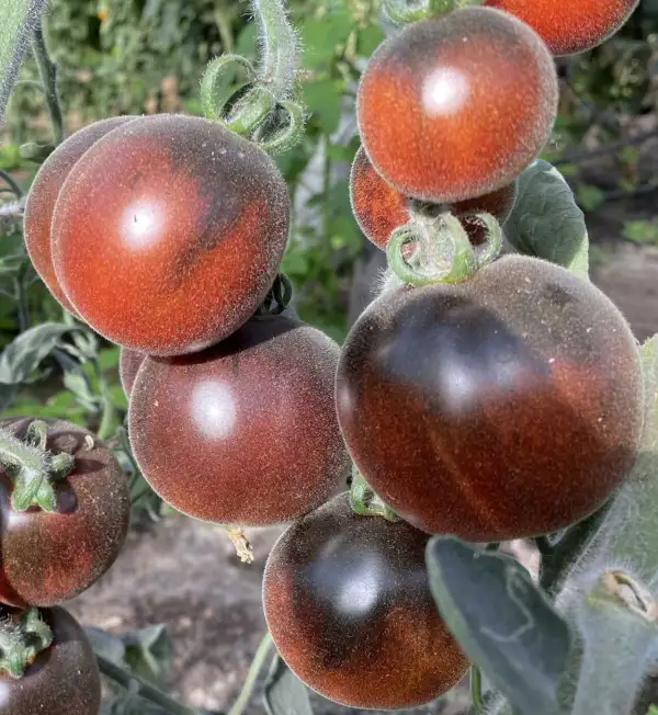 Tomaten: Wooly Blue Jay