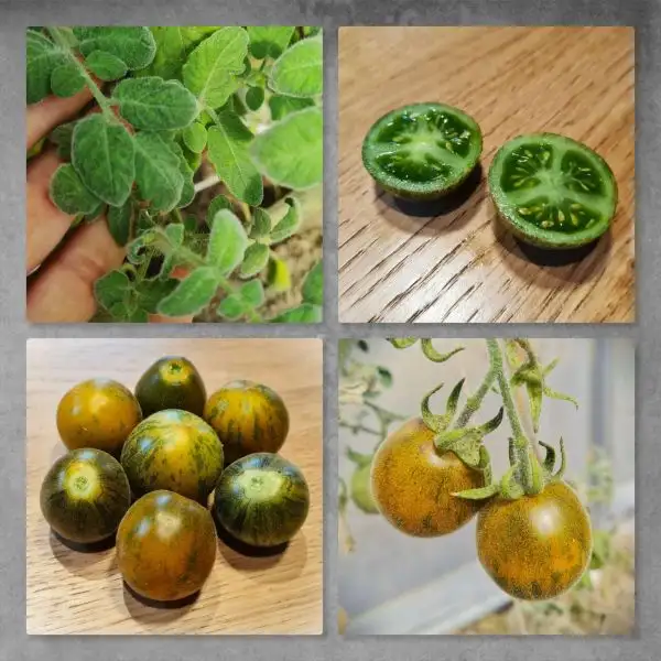 Tomaten: Wooly green zebra