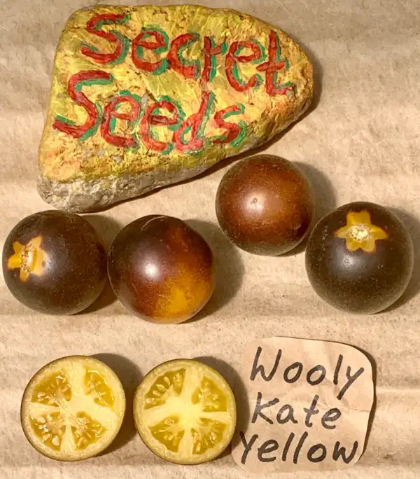 Tomaten: Wooly kate yellow