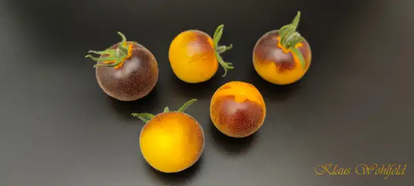 Tomaten: Wooly kate yellow