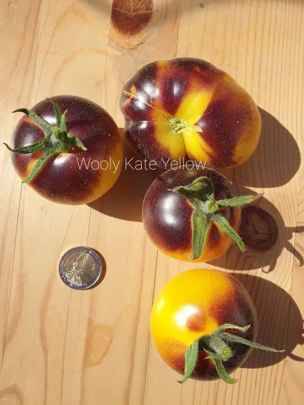 Tomaten: Wooly kate yellow