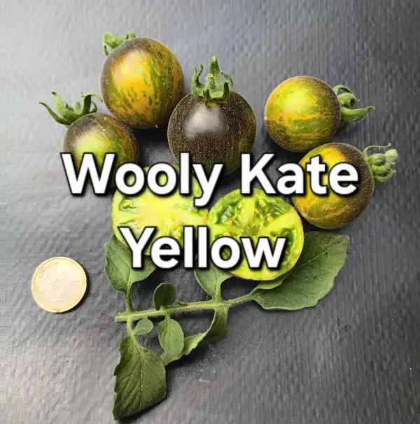 Tomaten: Woolys Kate Yellow